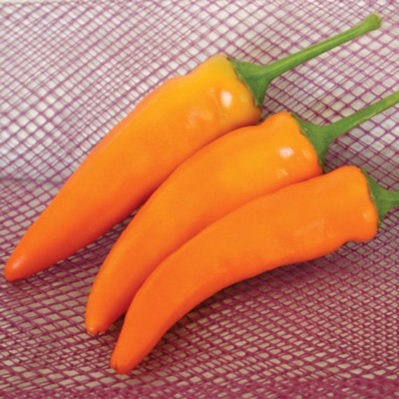 Tequila Sunrise Heirloom Hot Pepper Seeds Non by BoxGardenSeeds