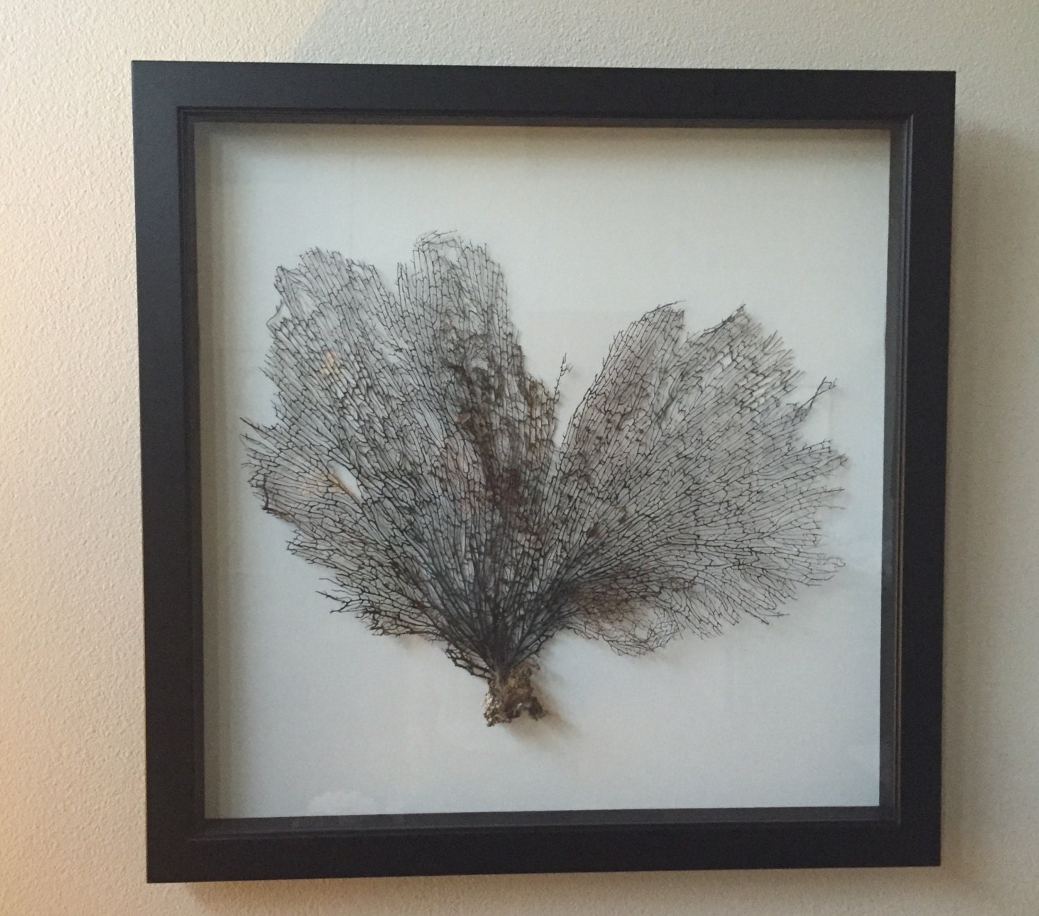 Large Framed Sea Fan Coral