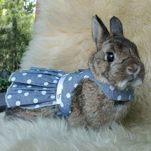 Одежда на кроликов