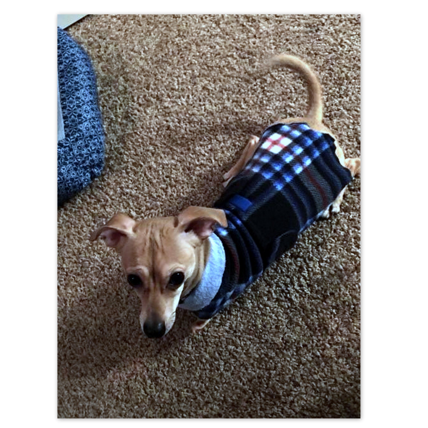 Small Dog Coats the CHEWY BCD50010Custom Made to Order