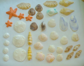 Edible cake decoration seashell | Etsy