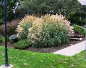 Adagio Dwarf Maiden Grass ( miscanthus ) - Live Plant - Quart Pot