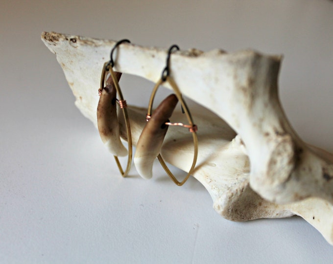 Coyote Teeth Earrings / Animal Tooth Jewelry / Oddities Jewelry / Tooth Earrings / Primitive Tribal Jewelry / Oddities and Taxidermy