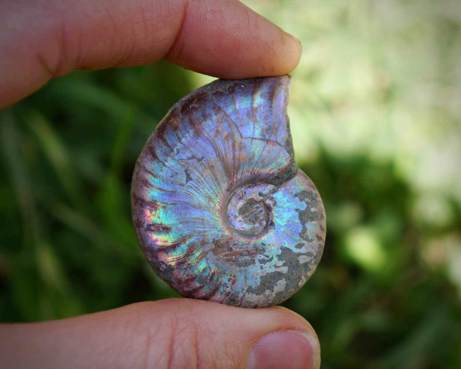 opalized ammonite