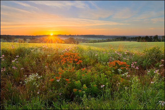 Nature photography sunrise wildflowers summer Ozark