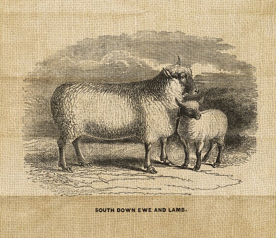 Lamb Ewe Clipart Antique Vintage Lamb Graphic Illustration