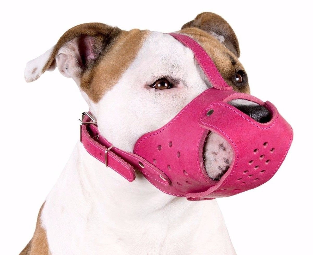 muzzle for pitbull puppy