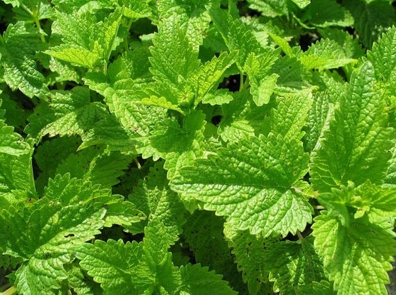 citronella lemon balm perennial 4 plants mosquito repellant citronella lemon balm perennial 4 plants mosquito repellant