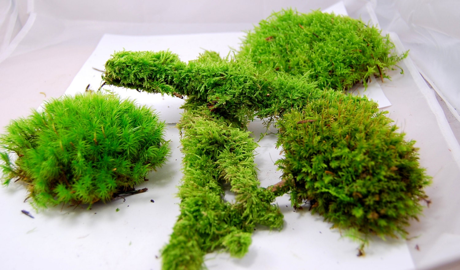 Live moss mix. Terrarium moss vivarium moss for miniature or