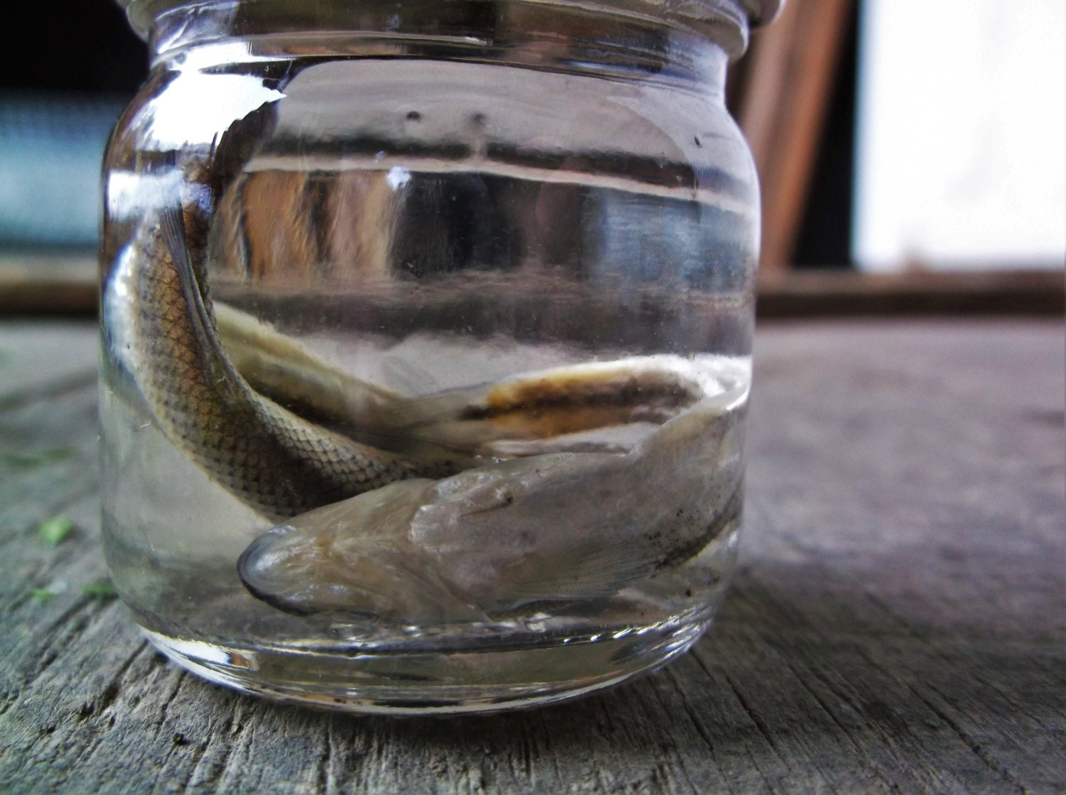 Fish Wet Specimen Wet Specimens Fish Oddities Bones