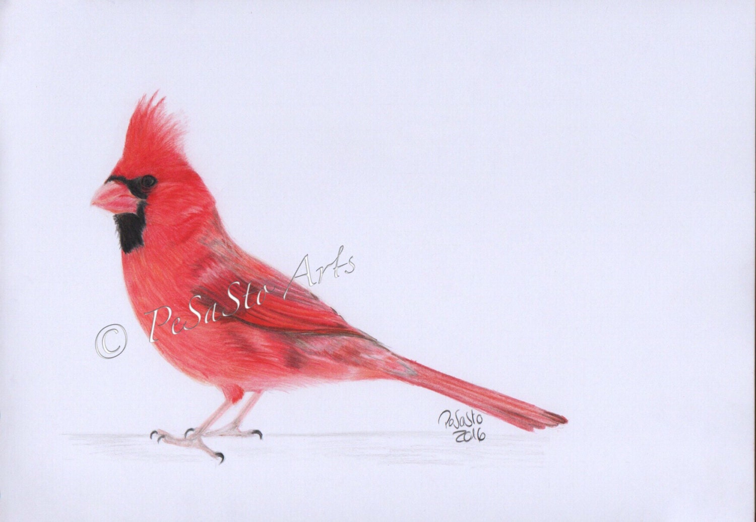 cardinal drawing