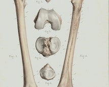 Unique leg bones related items | Etsy