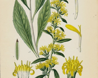 1896 Antique BOTANICAL print, lovely chromolithograph of a yellow goldenrod or woundwort, Vintage botanical
