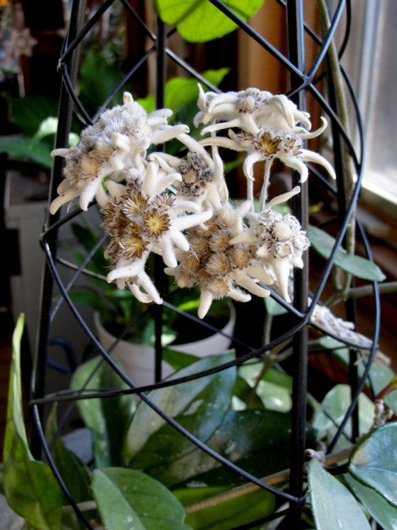 Edelweiss Flower Bunch Real Dried Alpine Rare Lovers Flower