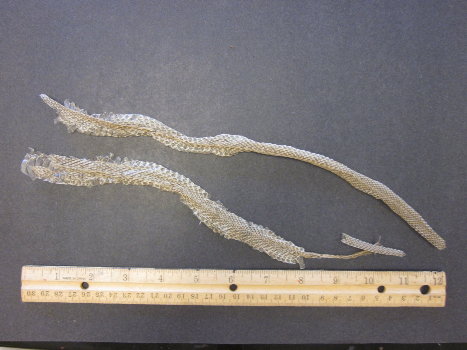 Real Snake Skin Shed from Garter Snake