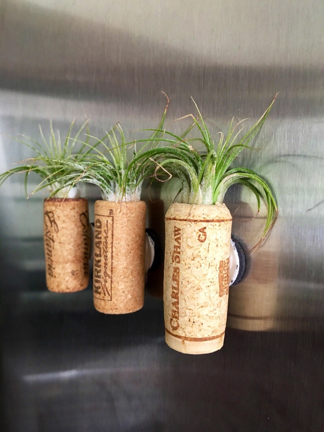 Air Plant Cork Magents, 3 Ionantha Air Plants in Wine Cork Wine Cork Planters with Air
