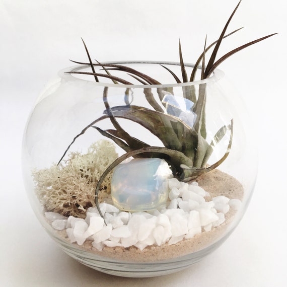 Libra October Opal Air Plant Terrarium Garden Kit tillandsia