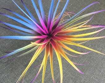 4"-5" Tillandsia Air Plant Fairy Garden Color