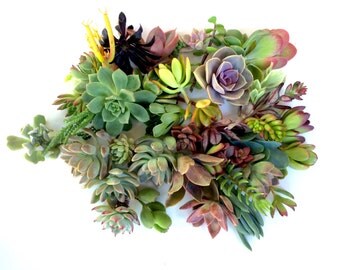 15 succulents cuttings succulent clippings succulent plants bulk succulents