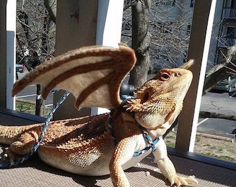 Read listing. Bearded Dragon Wings w/ leash (pick your colors! made to order)