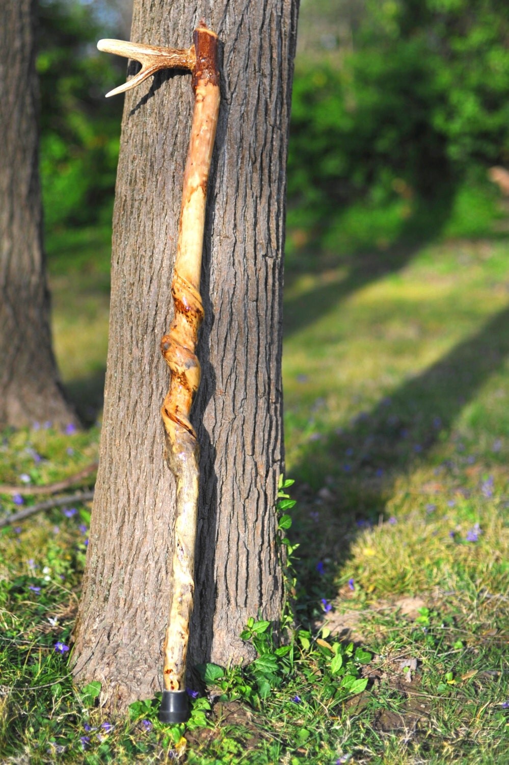 Natural/rare vine twisted HACKBERRY walking stick canerustic