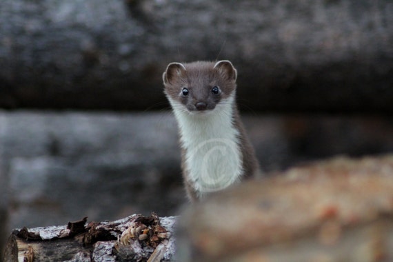 Items similar to Wild Alaskan Weasel Digital Fine Art Photograph, Wild ...