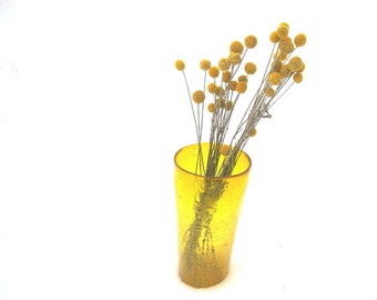 CRASPEDIA DRiED FLOWER Bunches DRUMSTICK or Billy Buttons