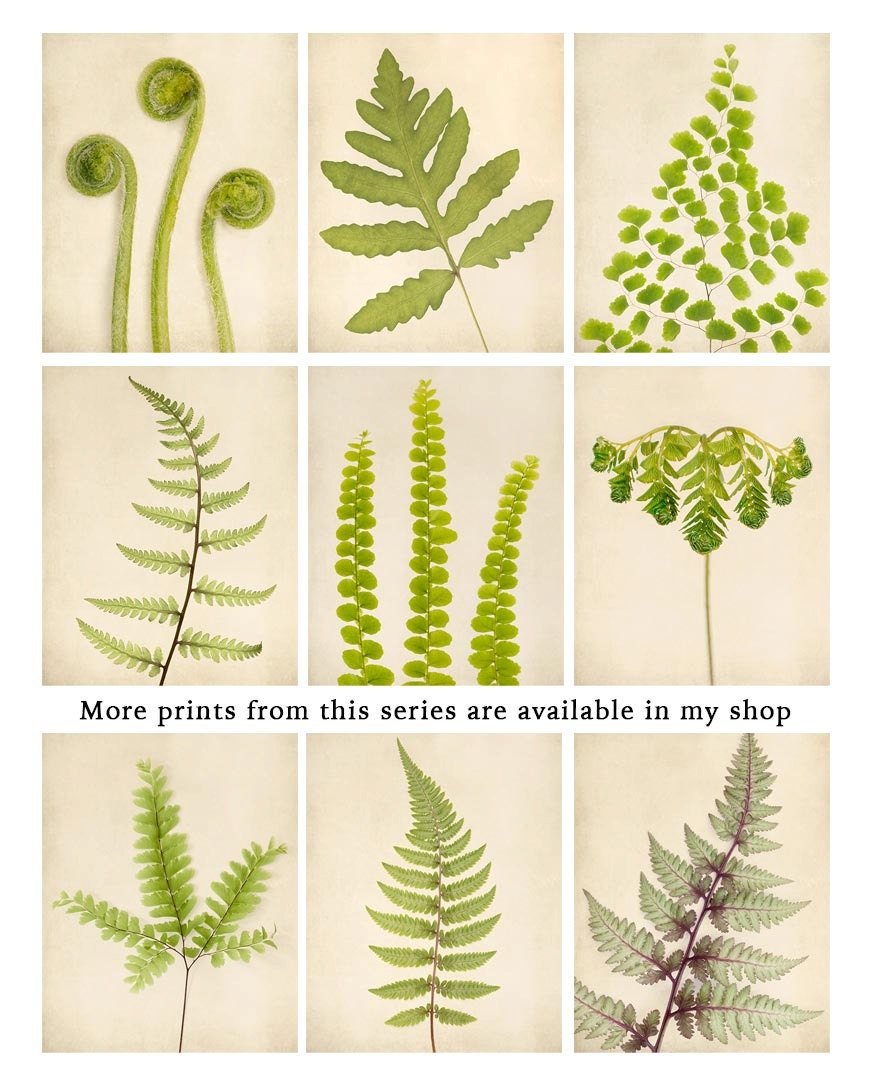 Botanical Print Fern Art Nature Photography by RockyTopPrintShop