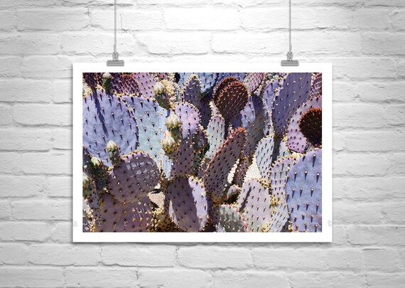 Blue Cactus Art Photography Purple Cactus Prickly by MurrayBolesta