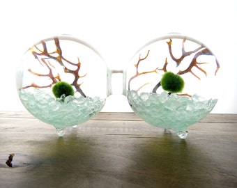 Marimo Terrarium - Marimo Moss Balls Two Globe Aquarium , Several Colors Available
