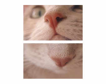 Cat nose print | Etsy