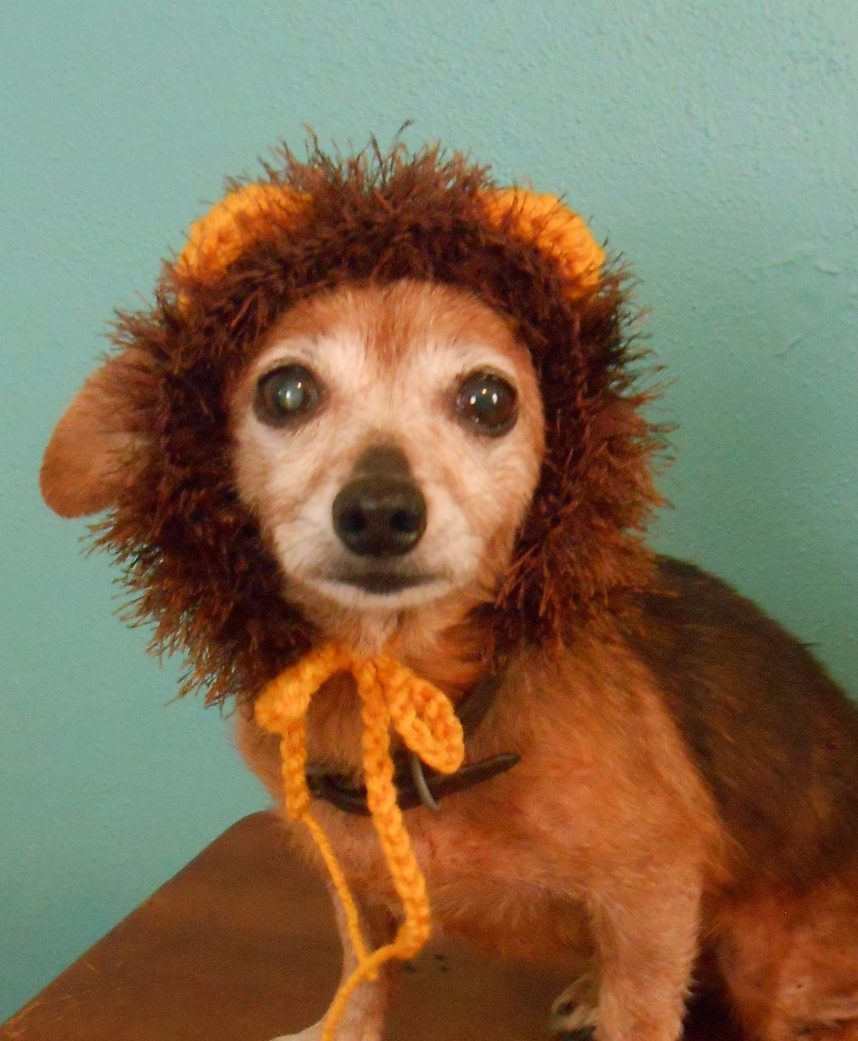 Crocheted Lion Hat for Cat or Dog Lion Mane Hat for Pet Lion