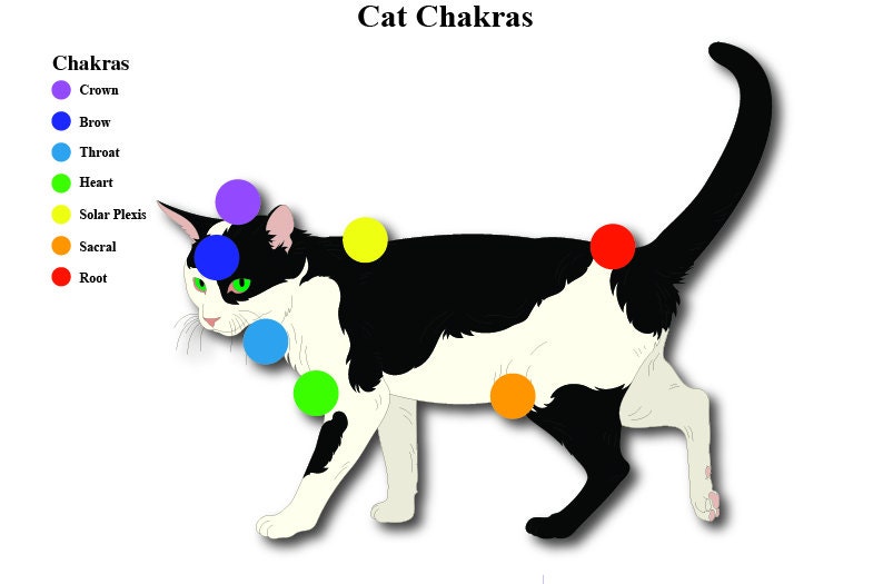 LAMINATED Cat 7 Chakras Educational Charts Animals Reiki Hand