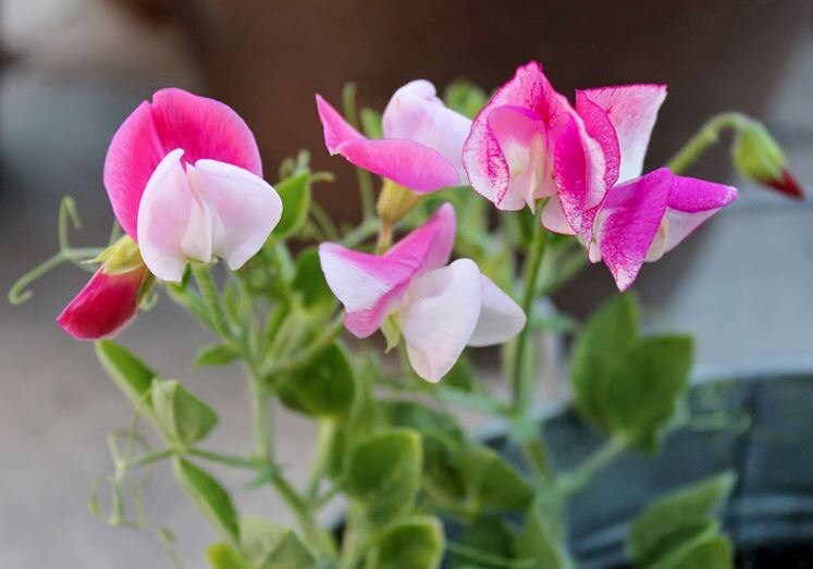 Sweet Pea dwarf bush mixed color flowers 15 seeds