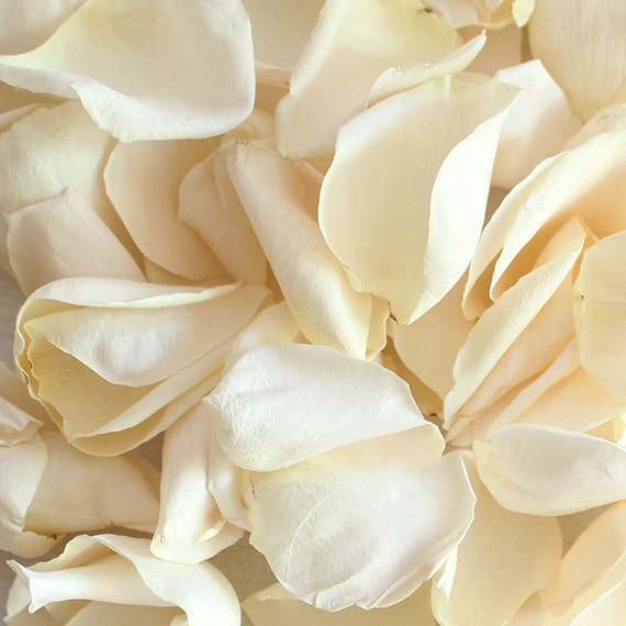 Items similar to Rose Petals. White/Ivory Rose Petals, Preserved Rose Petals Real Rose Petals
