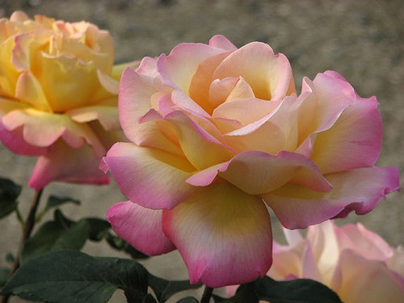Rose Bush Hybrid Rose Tea Rose BushPlant Border