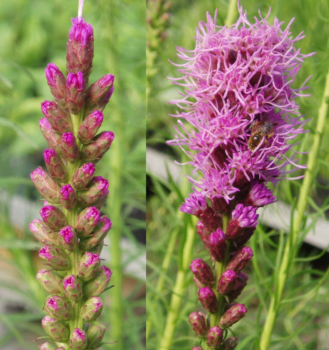 Blazing star Blazing star
