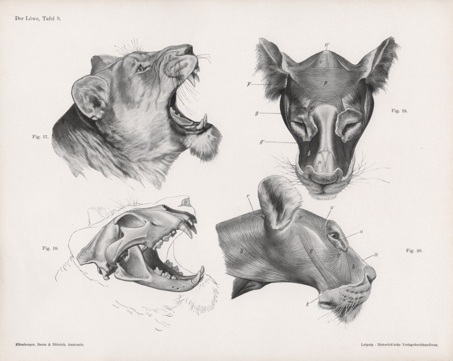 1922 Lion Anatomy Prints Feline Illustrations Lion Head