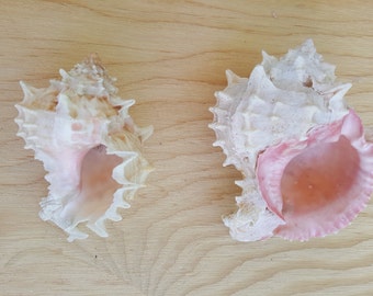 6 Pink Murex Sea Shell-nautical-shell bulk-wholesale shells-ocean-sea shells-beach wedding-wedding-beach decor