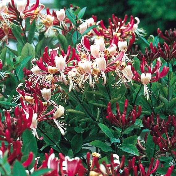 Organic Sunrise Honeysuckle 15 SeedsStunning Crimson