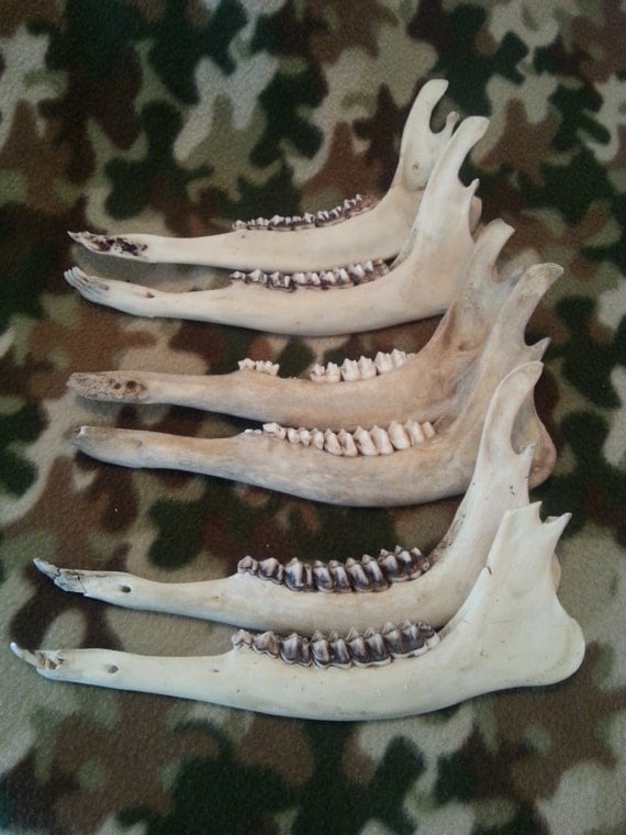 whitetail deer jaw bones