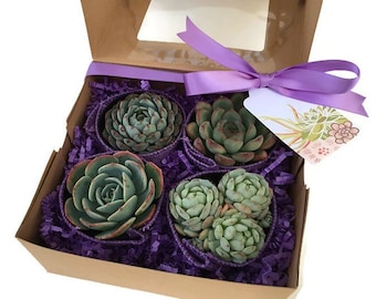 Purple Succulent Gift Box-Gardener gift-Garden in a box-Succulent Gift Box-Thank You Gift-Teacher Gift-Birthday Gift-Plant Kit-Graduation
