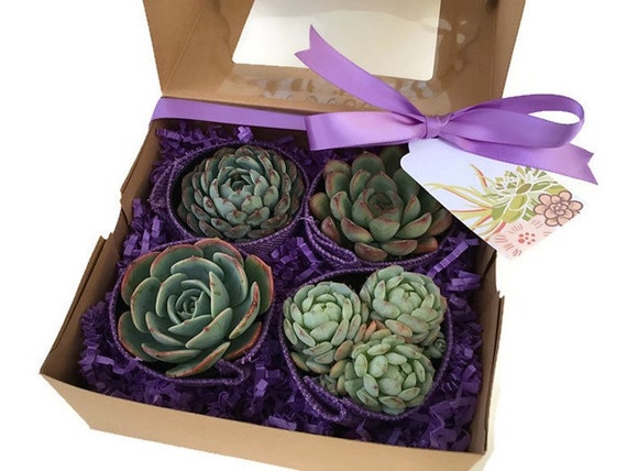 Purple Succulent Gift Box-Gardener gift-Garden in a