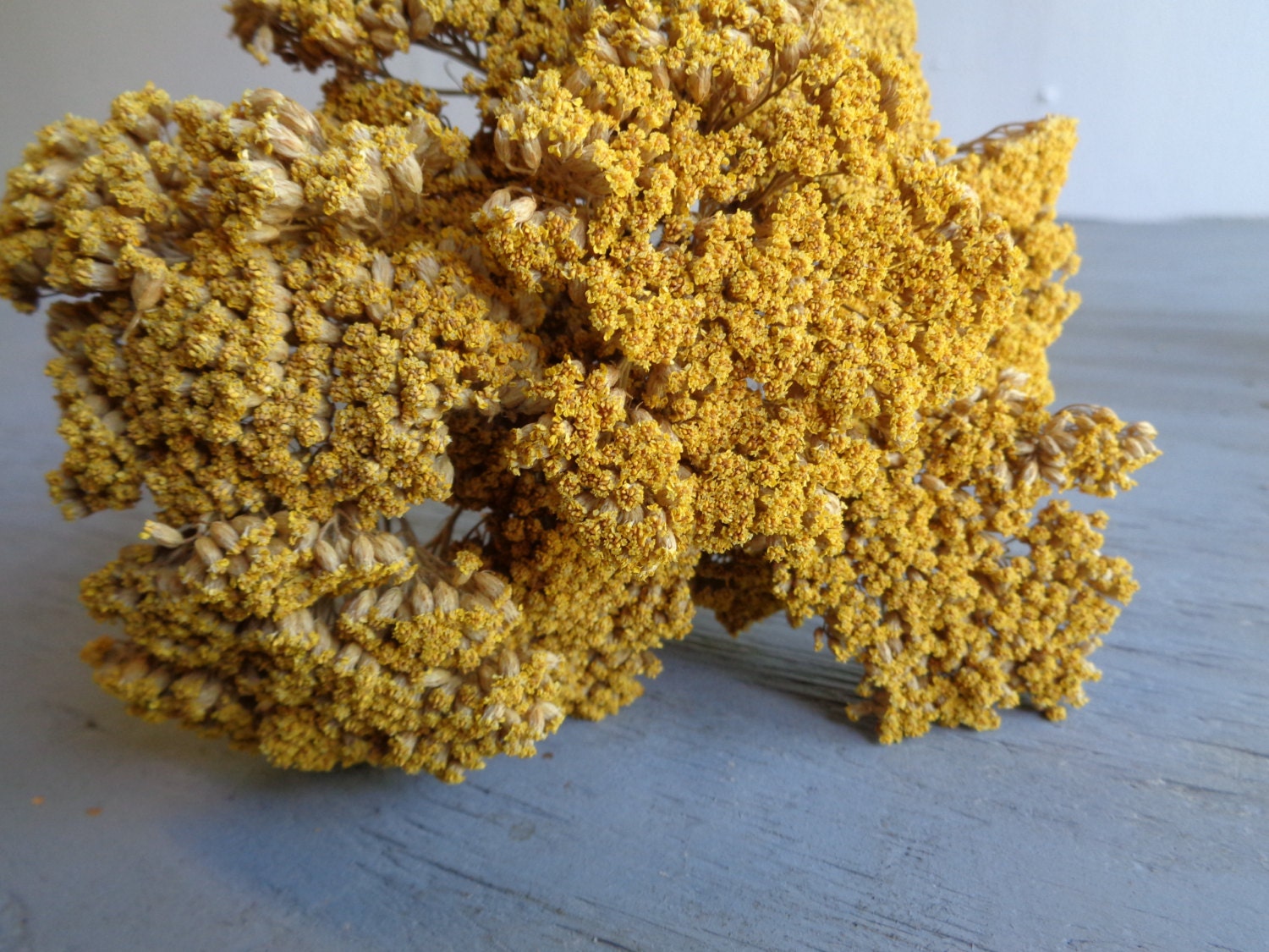 Dried Yarrow Dried Flowers Dried Fall Flowers Fragrance