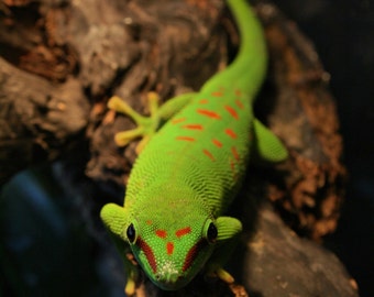 Madagascar Giant Day Gecko, Phelsuma grandis, Wildlife photography, Close up, Digital Download, Day gecko, lizard, herp, green lizard