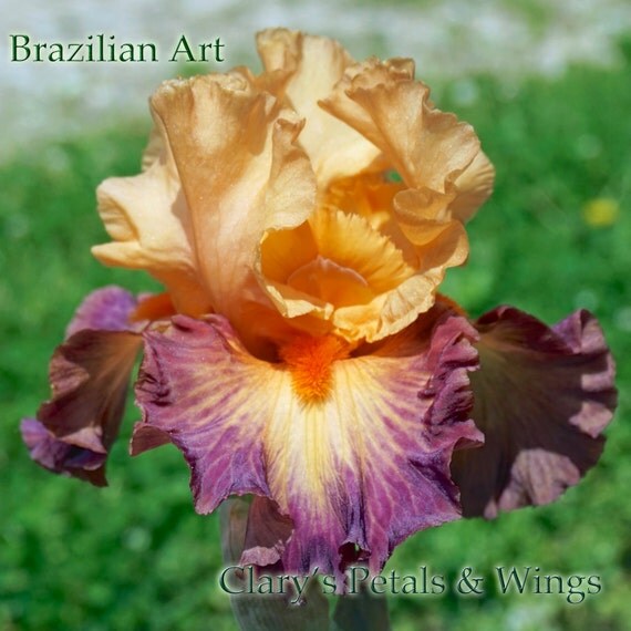 BRAZILIAN ART 2009 Tall Bearded Iris Bitone Award Winner