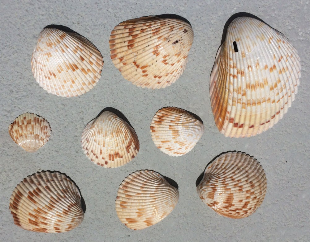 9 Giant Atlantic Cockle Shells 0002