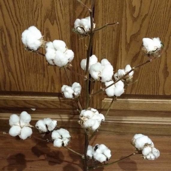 Real Cotton Stalk Grown In our Fields