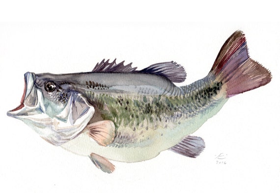 11x14 Bass fish painting Giclee print of original watercolor