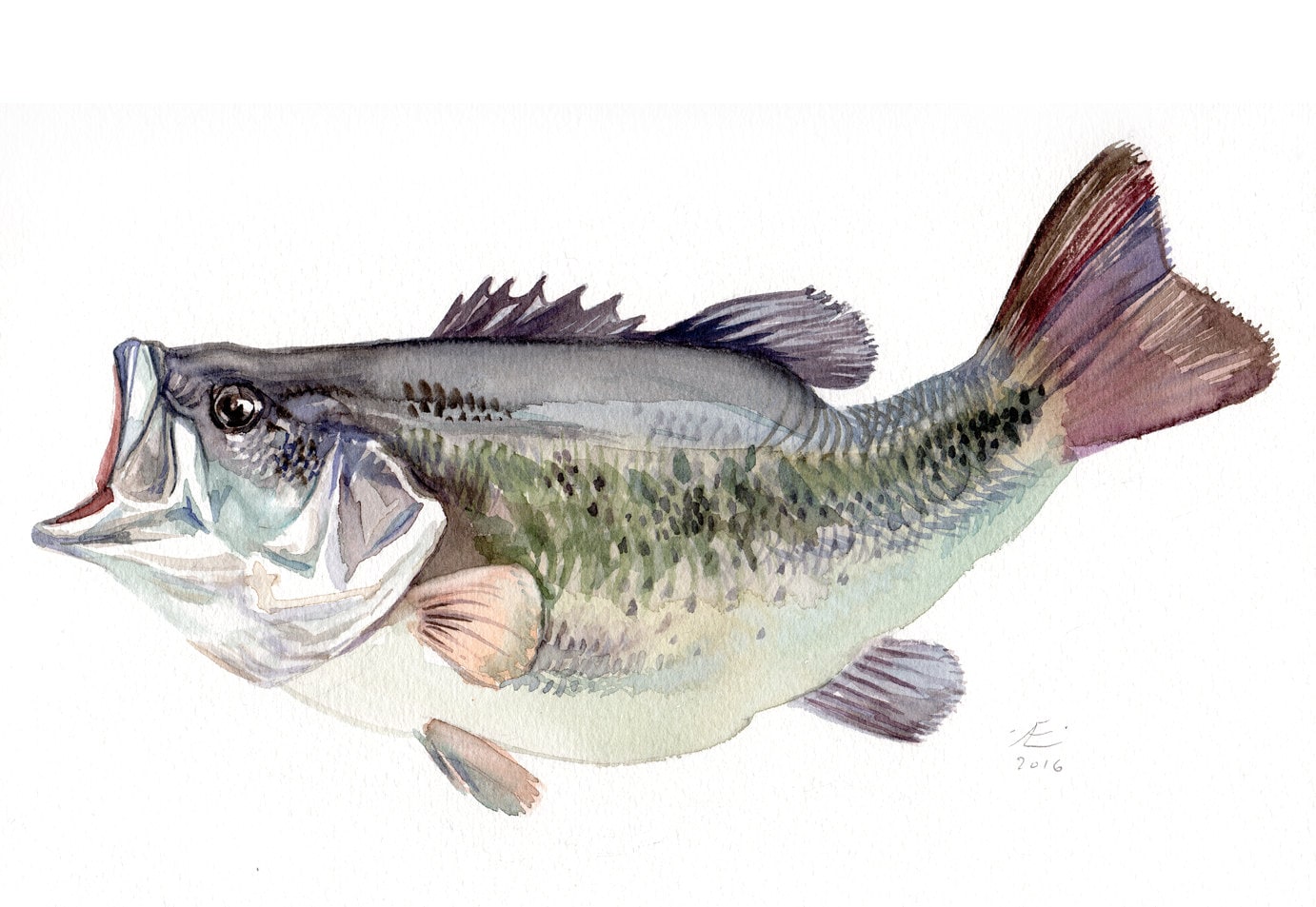 Bass fish painting Giclee print of original watercolor